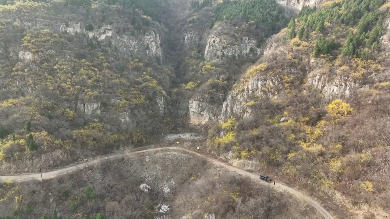 济南太甲山连翘花视频素材