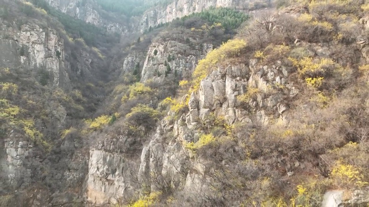 济南太甲山连翘花视频下载