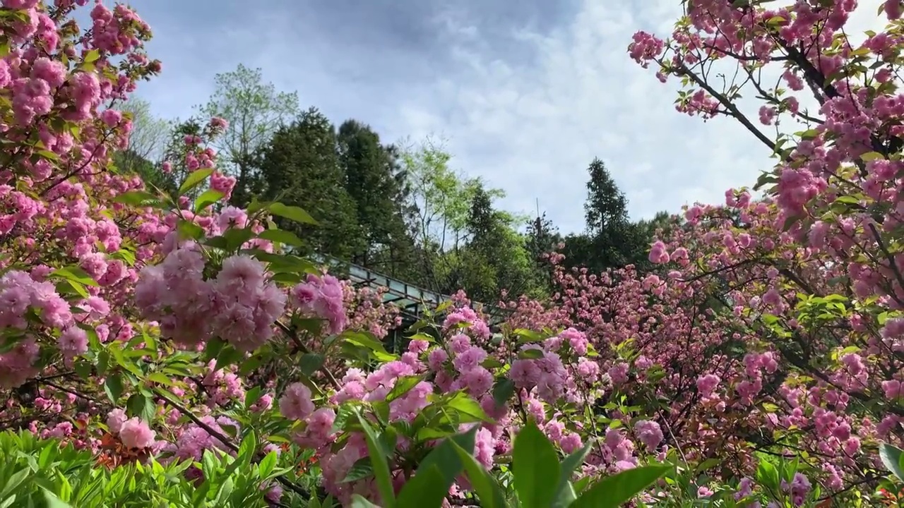 樱花视频下载