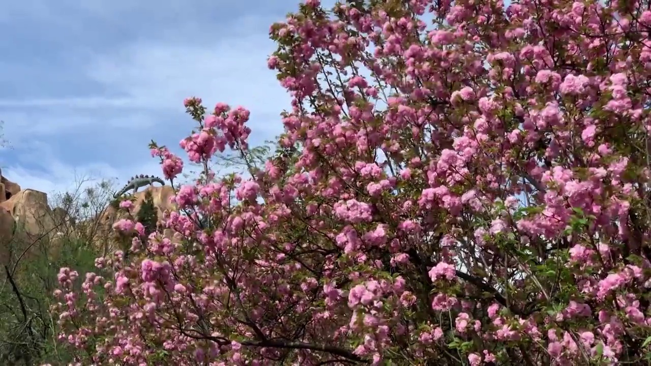 樱花视频素材