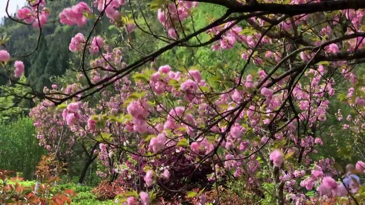 樱花视频素材