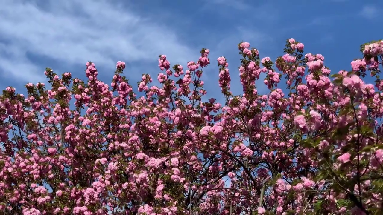 樱花视频素材