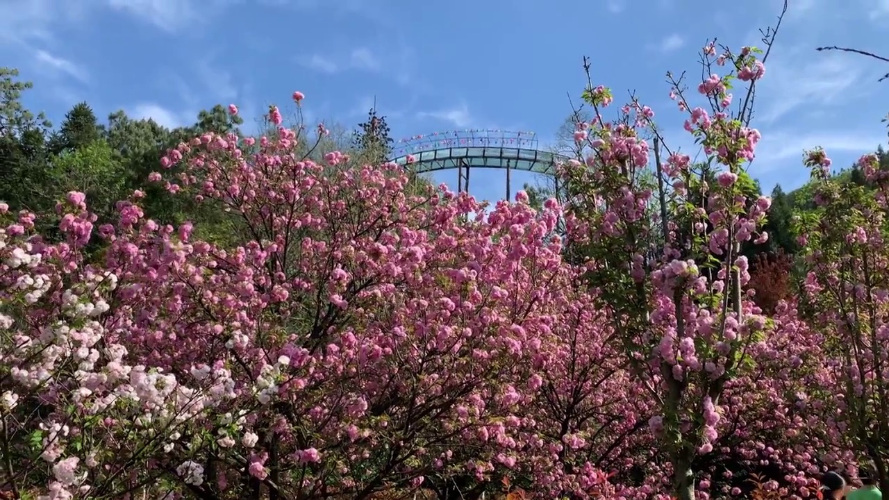 樱花视频素材