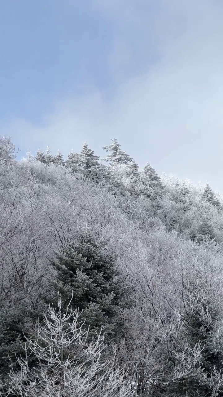 陕西宝鸡秦岭山脉冬季雪天中的森林视频素材