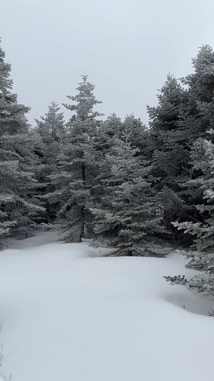 陕西宝鸡秦岭山脉冬季雪天中的森林视频素材