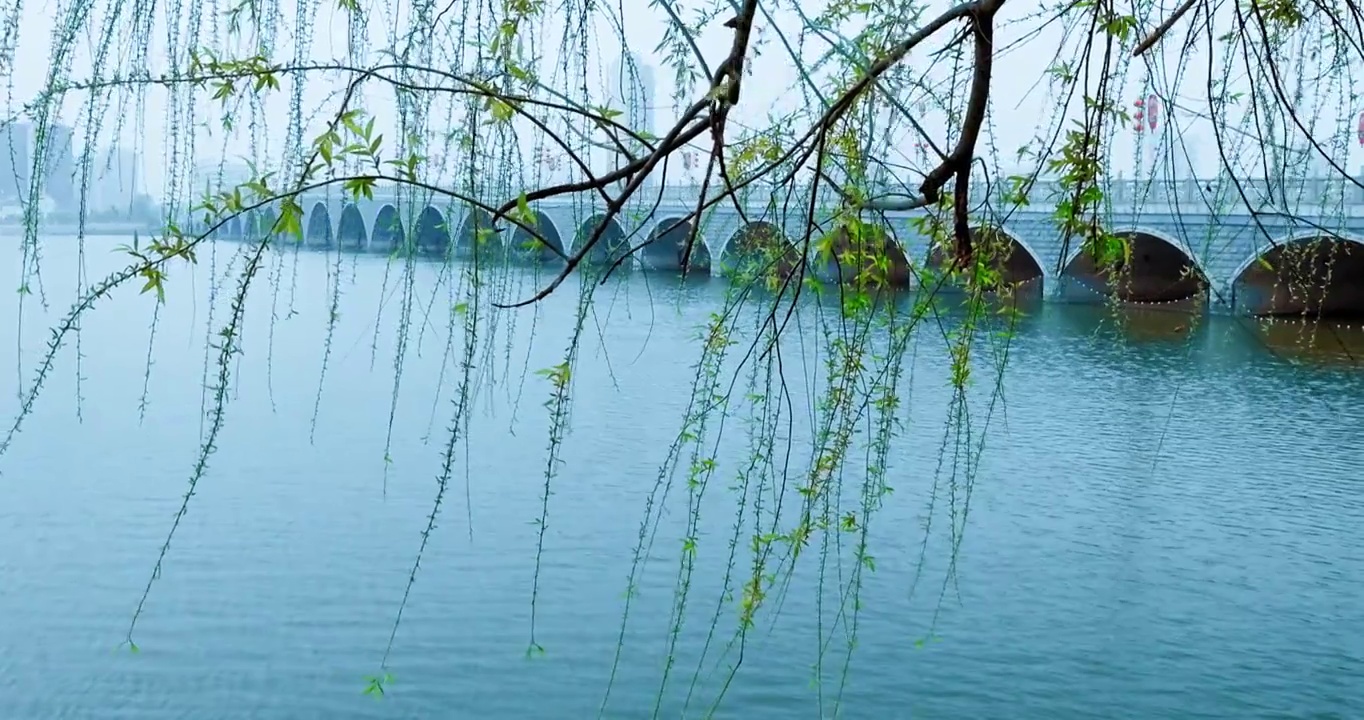 春天湖北钟祥镜月湖柳条特写4K升格视频素材