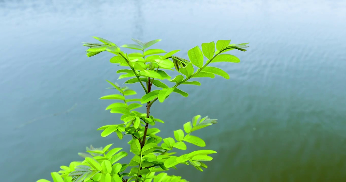 春天湖北钟祥雨中柳树特写4K升格视频下载