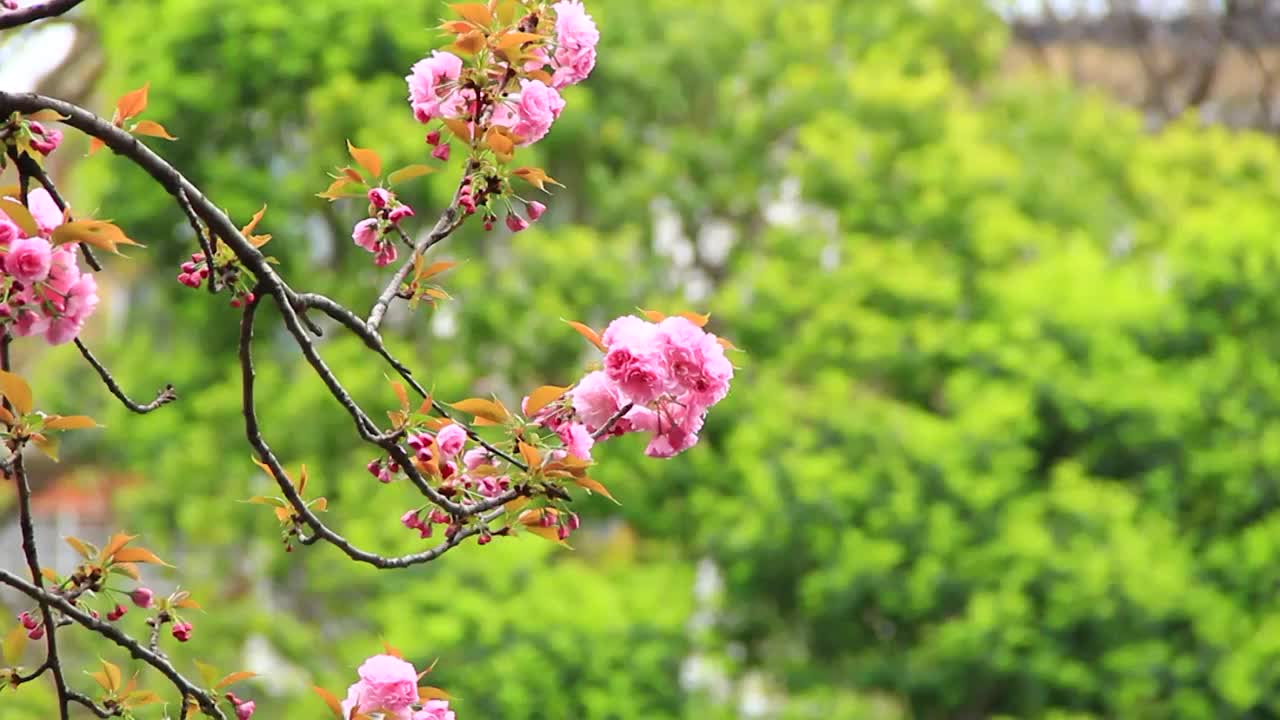 春分时节的樱花盛开视频素材