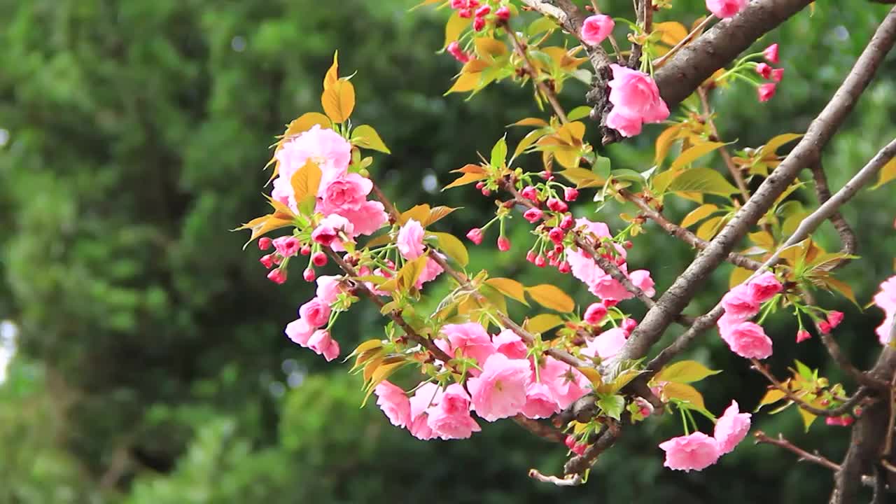 春分时节的樱花盛开视频素材