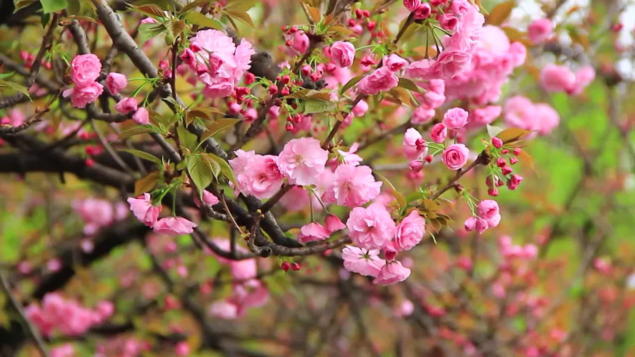 春分时节的樱花盛开视频素材