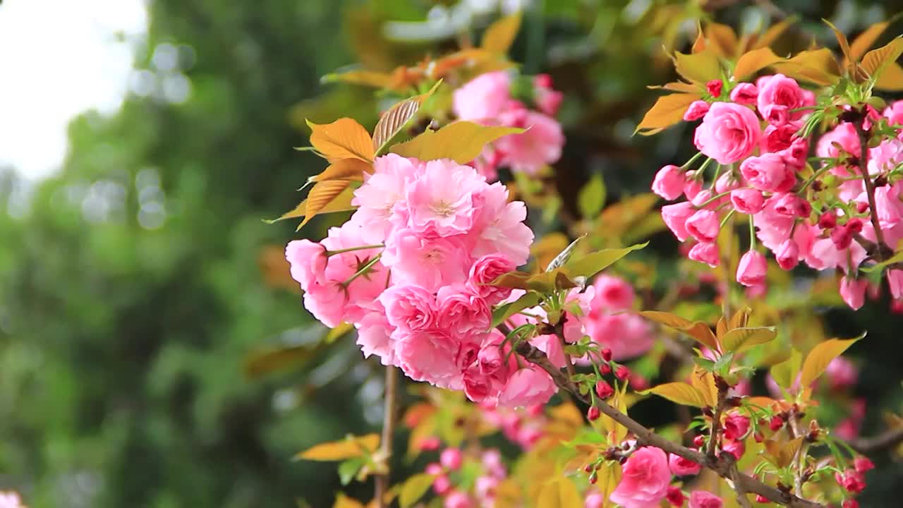 春分时节的樱花盛开视频素材