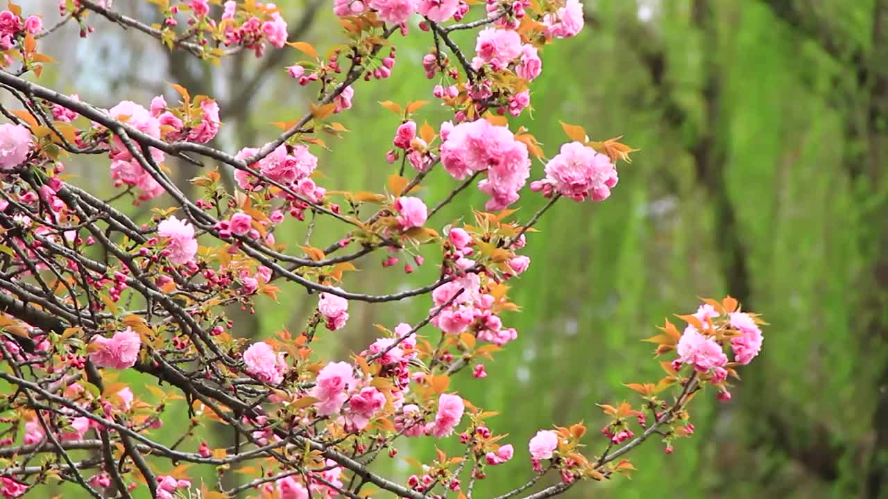 春分时节的樱花盛开视频素材