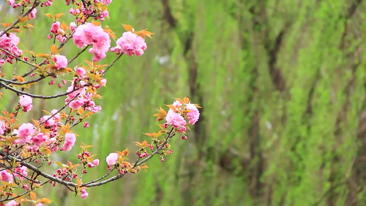 春分时节的樱花盛开视频素材