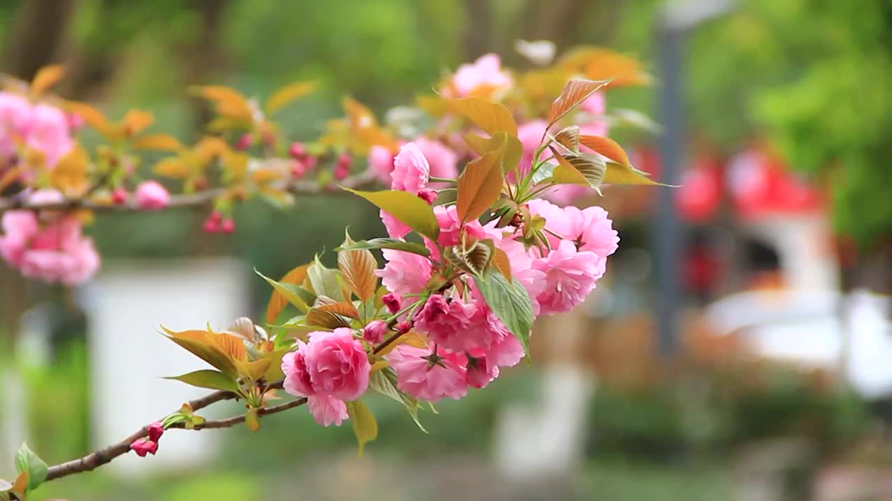 春分时节的樱花盛开视频素材