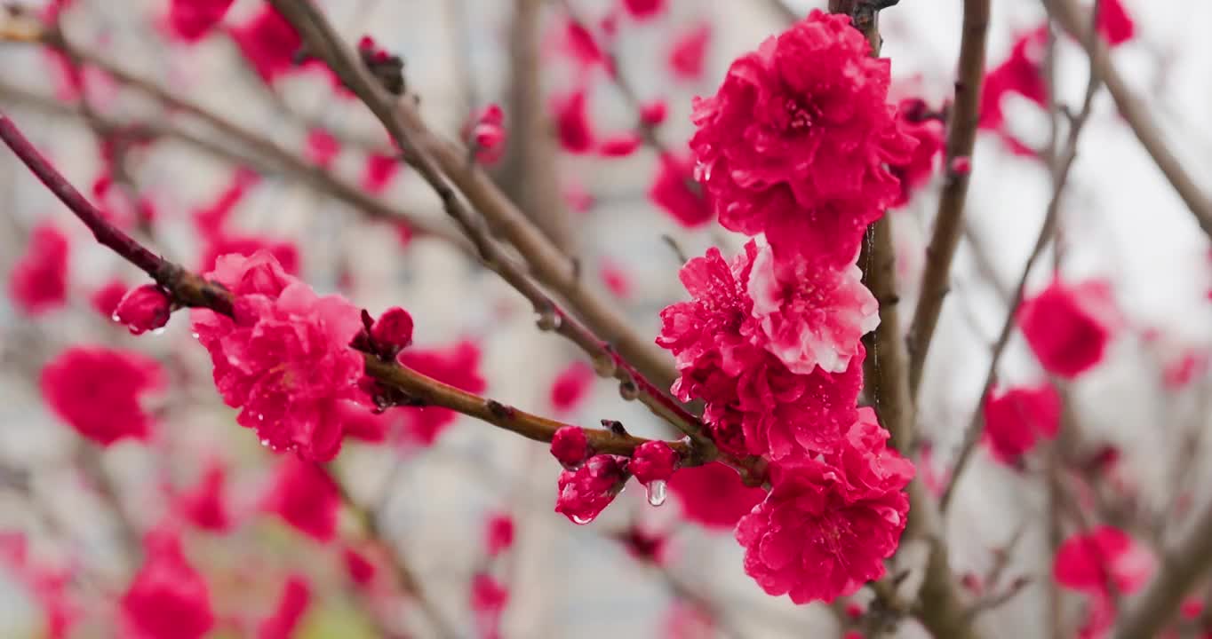 春天湖北钟祥雨中鲜花盛开特写4K升格视频素材