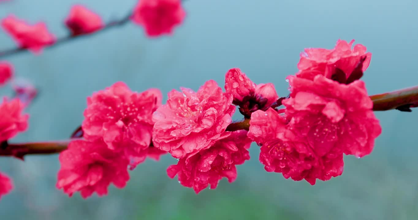 春天湖北钟祥雨中鲜花盛开特写4K升格视频下载