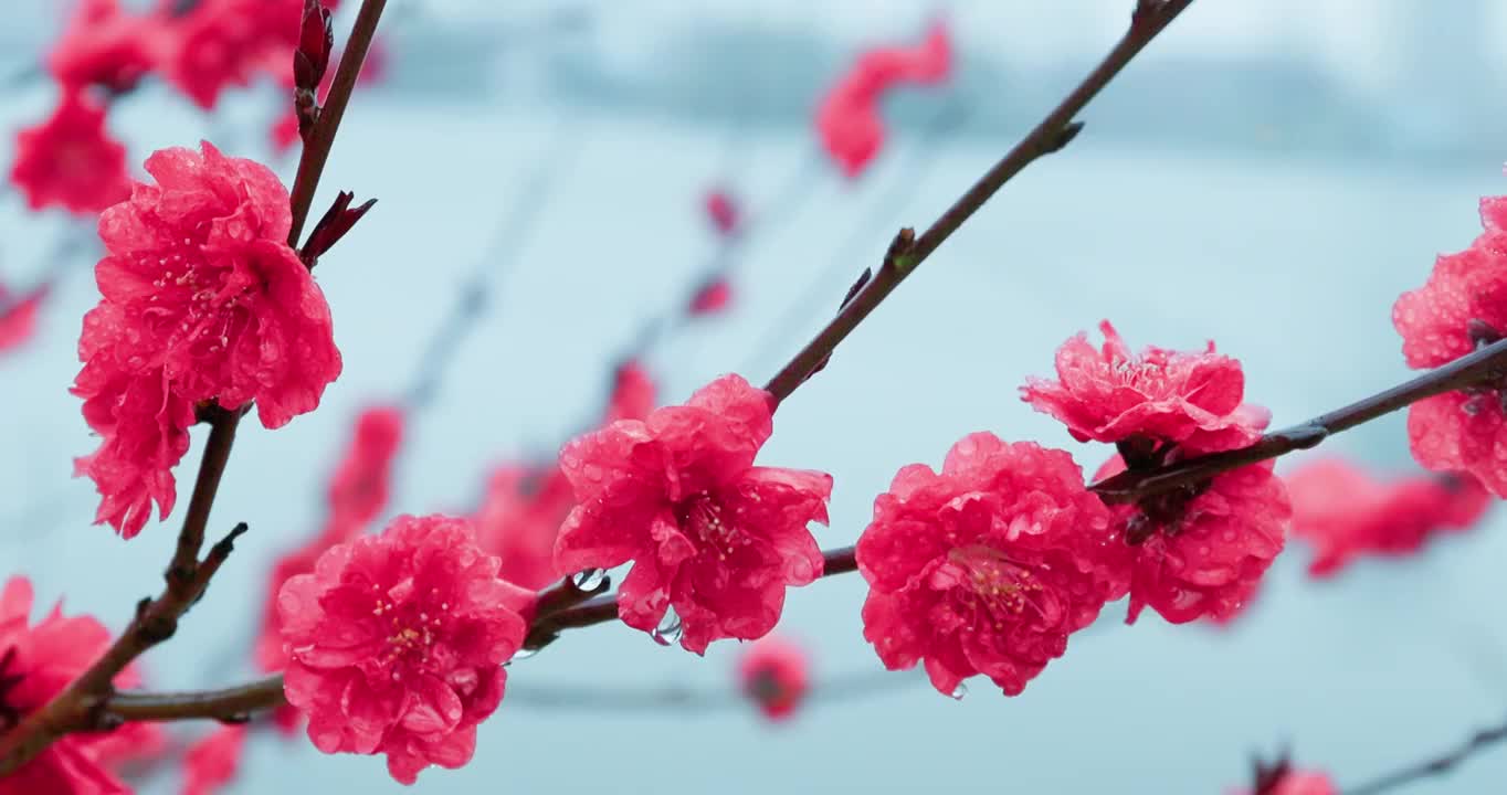 春天湖北钟祥雨中鲜花盛开特写4K升格视频下载