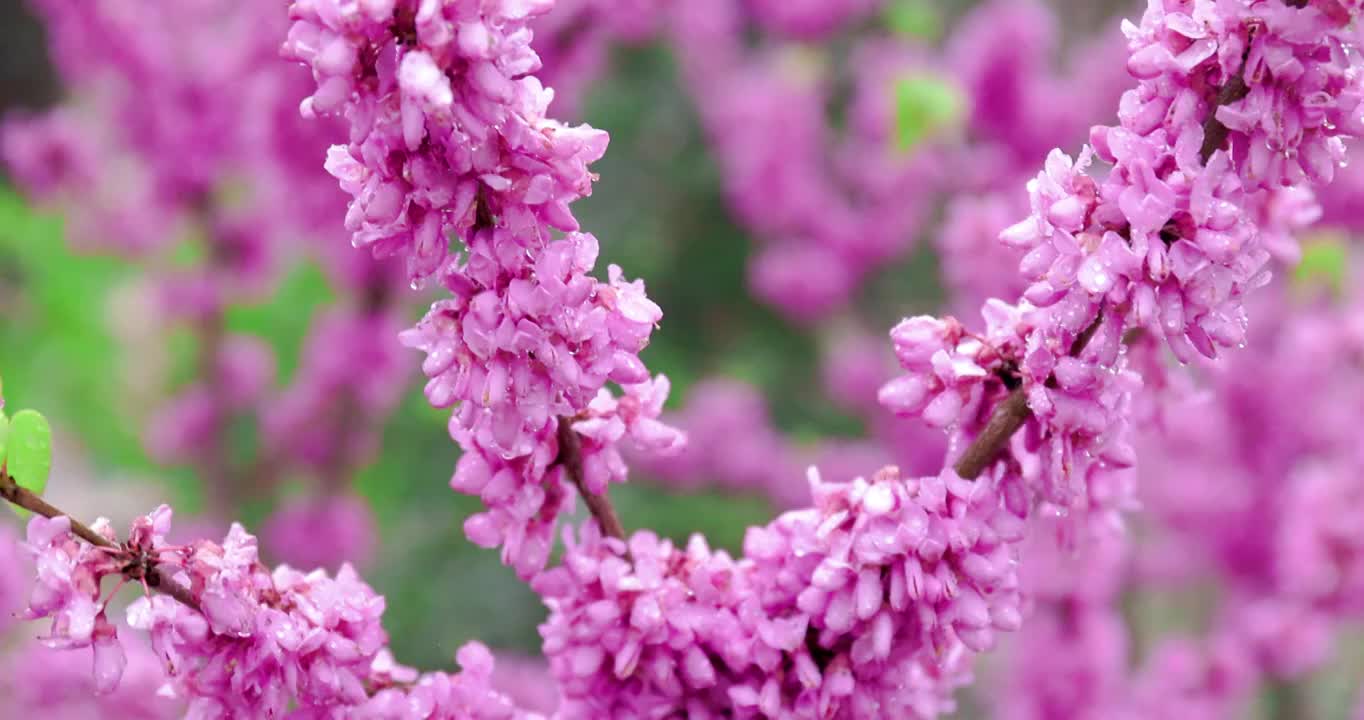 春天湖北钟祥雨中鲜花盛开特写4K升格视频下载