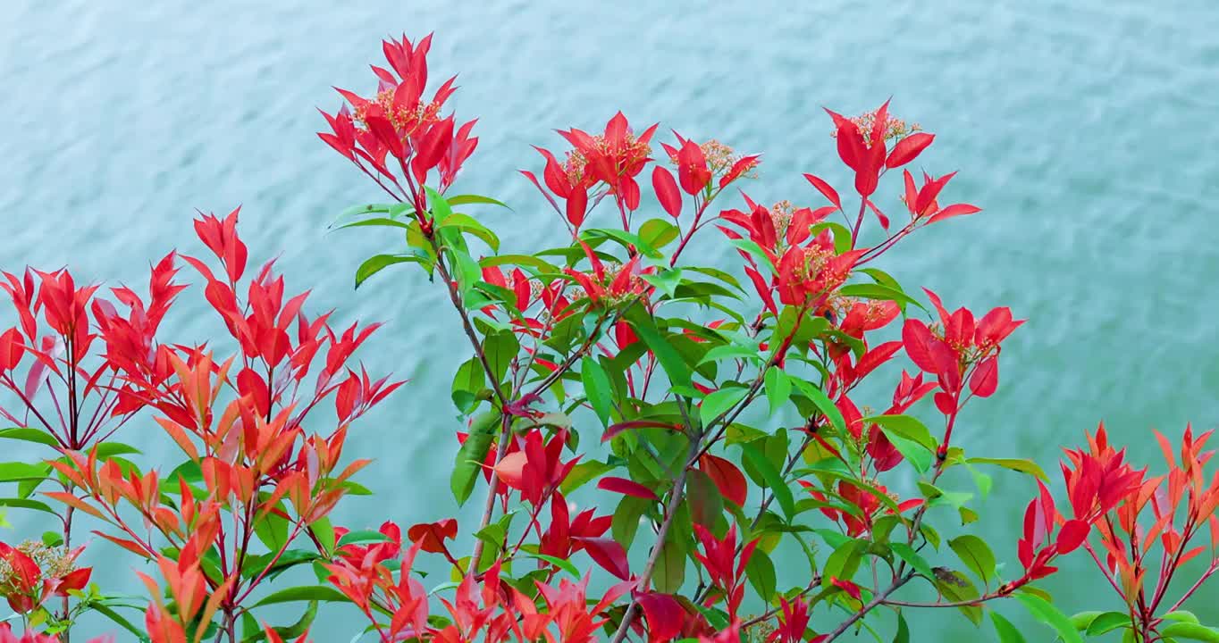 春天湖北钟祥雨中镜月湖红叶特写4K升格视频素材