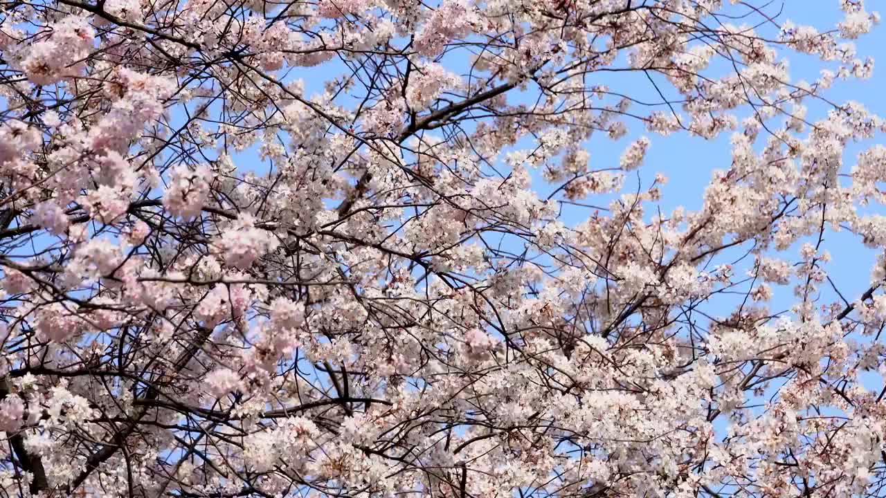 樱花盛开蓝天白云风景视频素材