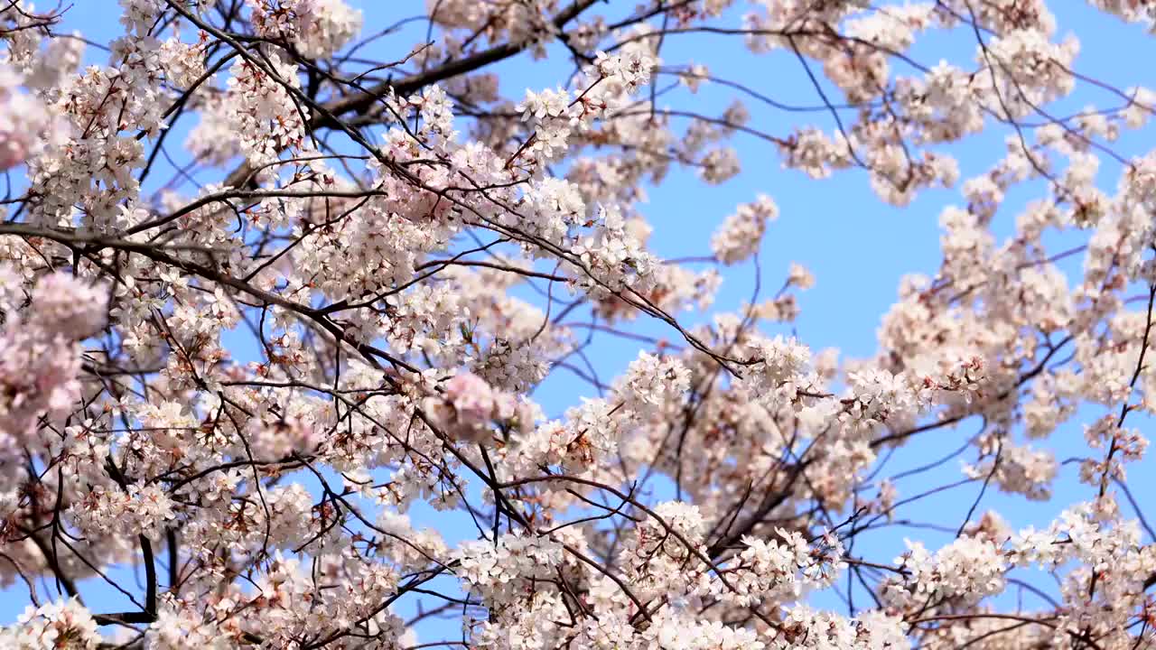 樱花盛开蓝天白云风景视频素材