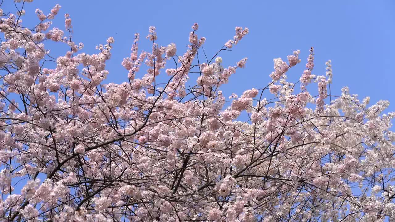 樱花盛开蓝天白云风景视频素材