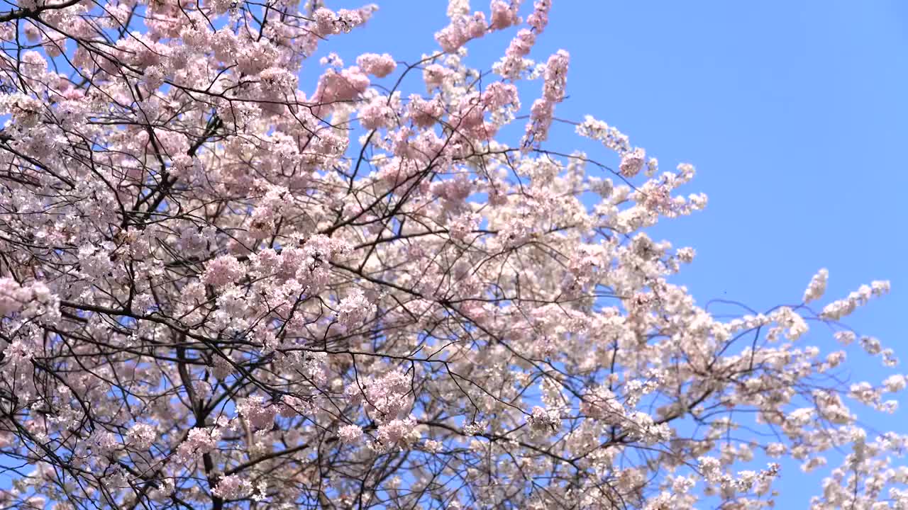 樱花盛开蓝天白云风景视频素材