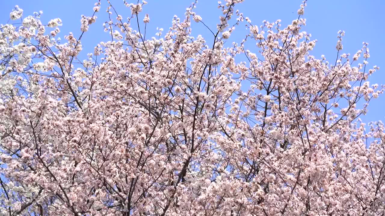 樱花盛开蓝天白云风景视频素材