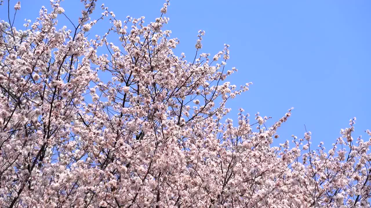 樱花盛开蓝天白云风景视频素材