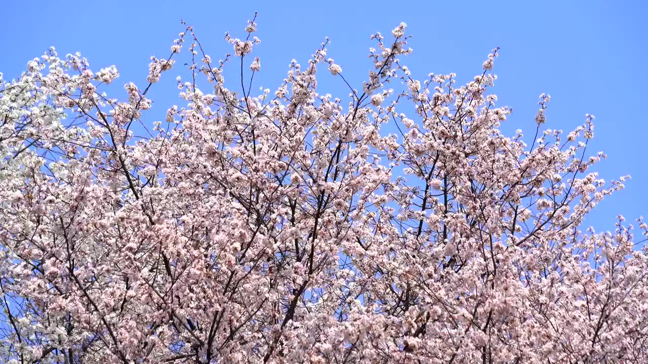 樱花盛开蓝天白云风景视频素材