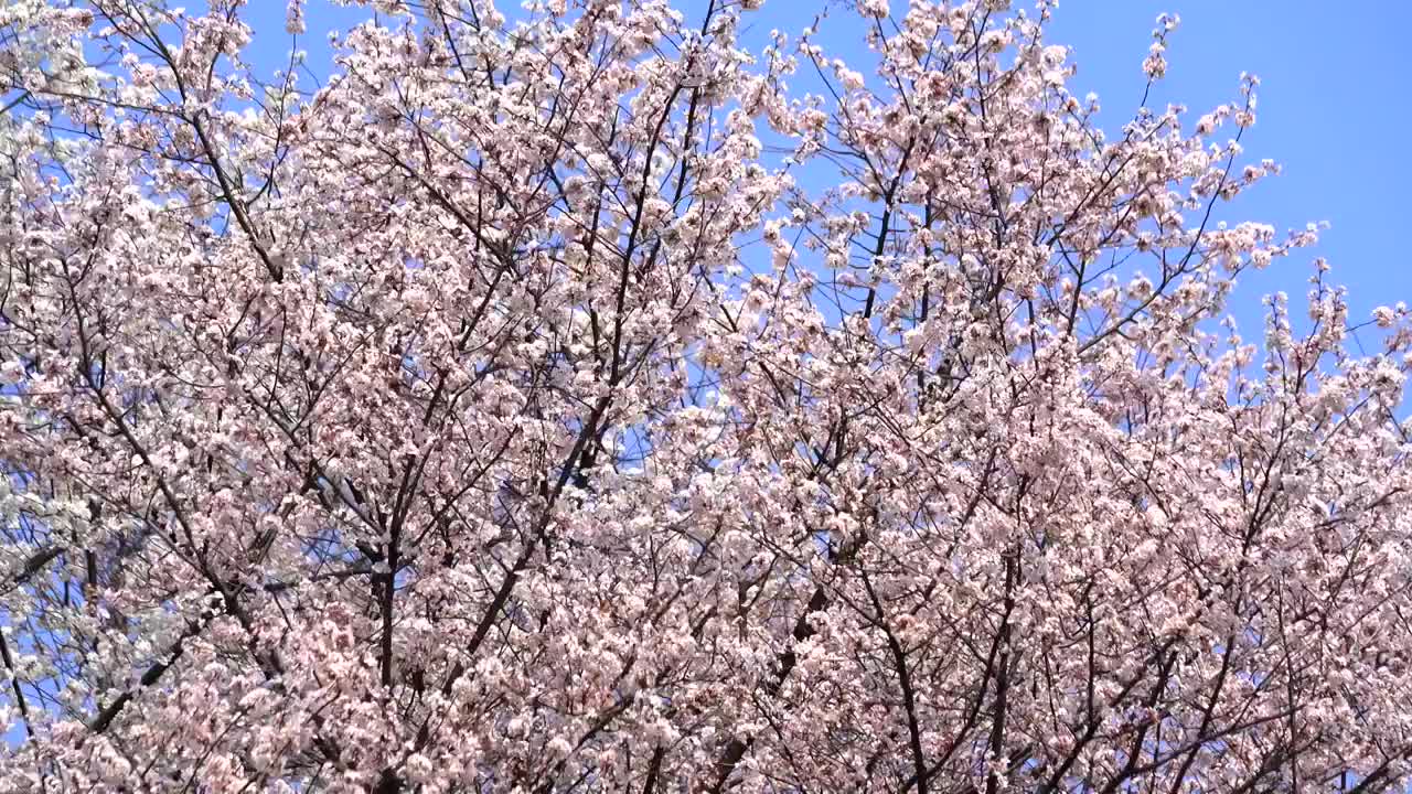 樱花盛开蓝天白云风景视频素材