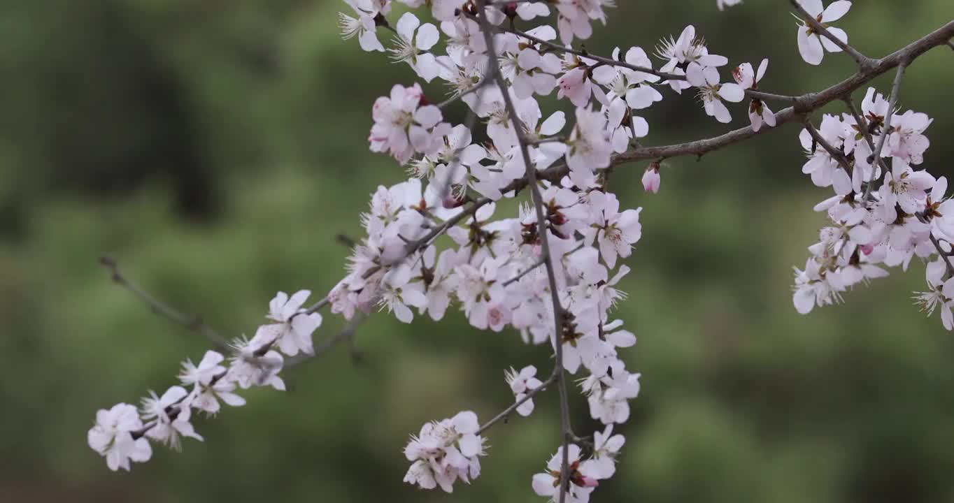 春天的桃花被春风吹的摇动视频素材