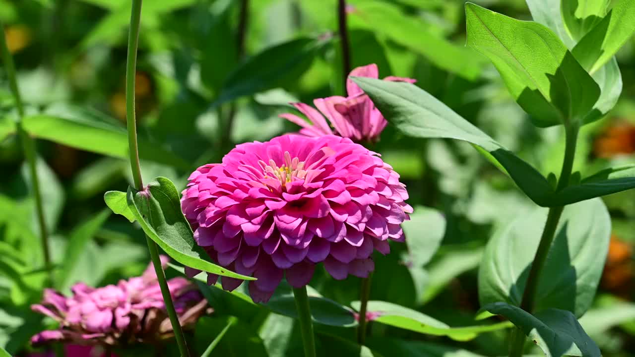 春天风中摇动的盛开的野菊花视频素材