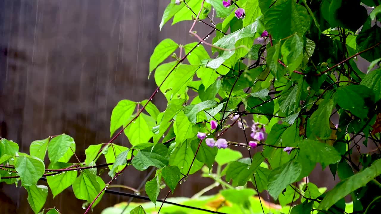 夏天雨季小雨树叶滴水视频素材