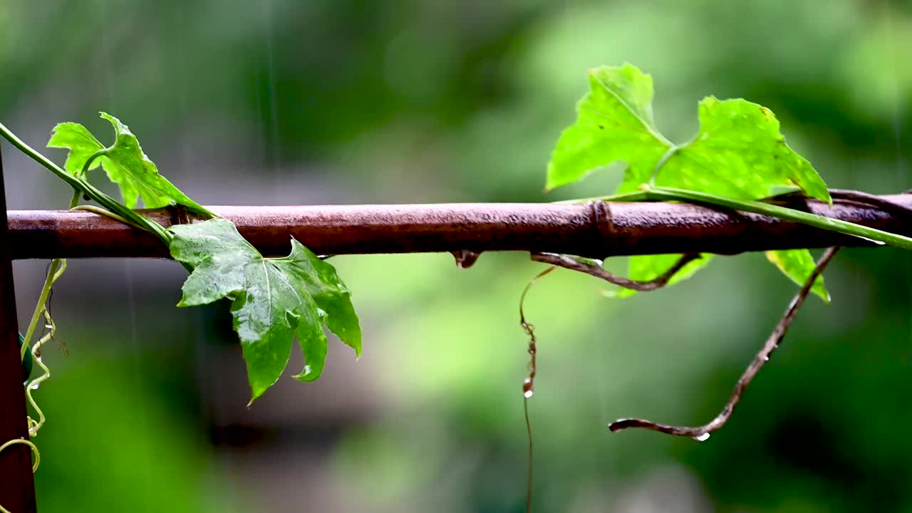 夏天雨季小雨树叶滴水视频素材