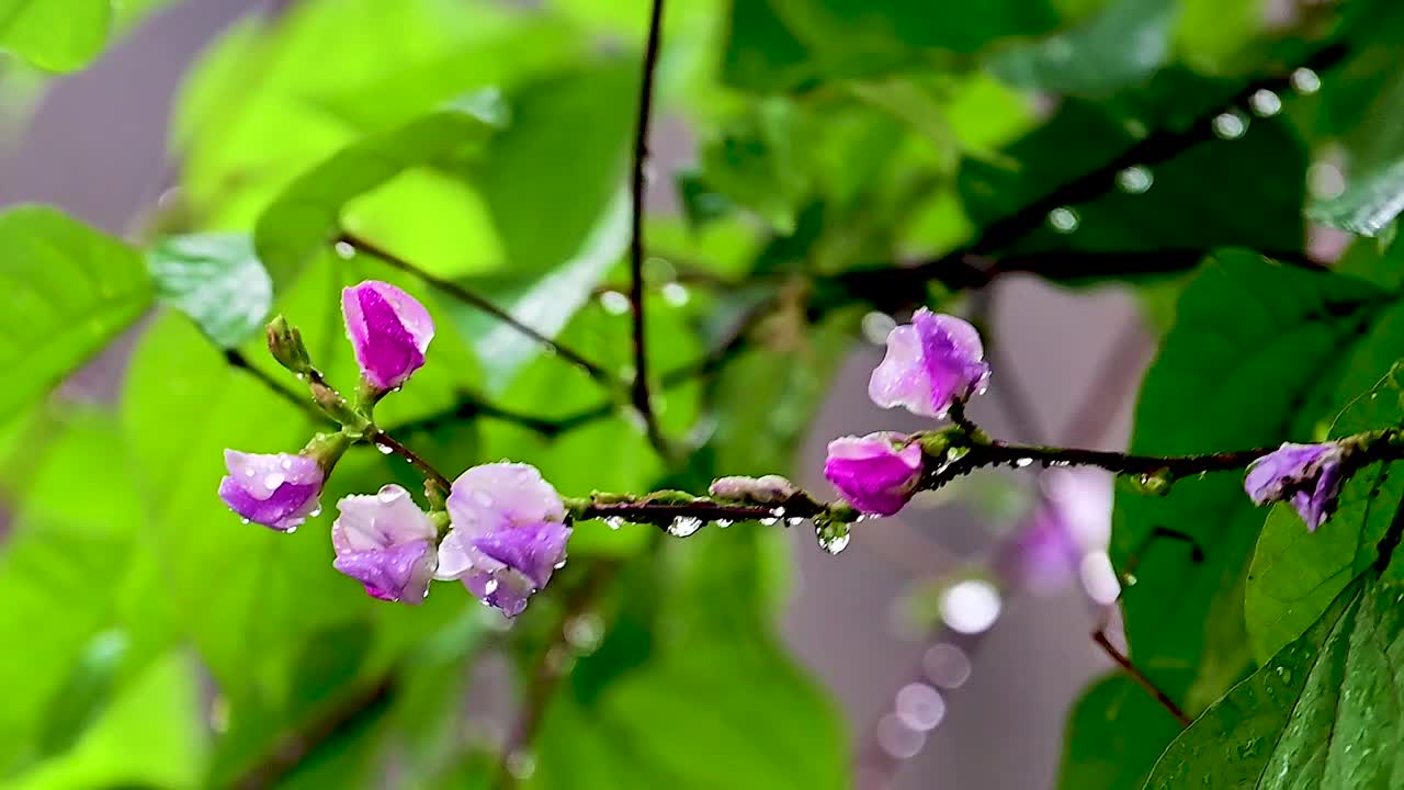 夏天雨季小雨树叶滴水视频素材