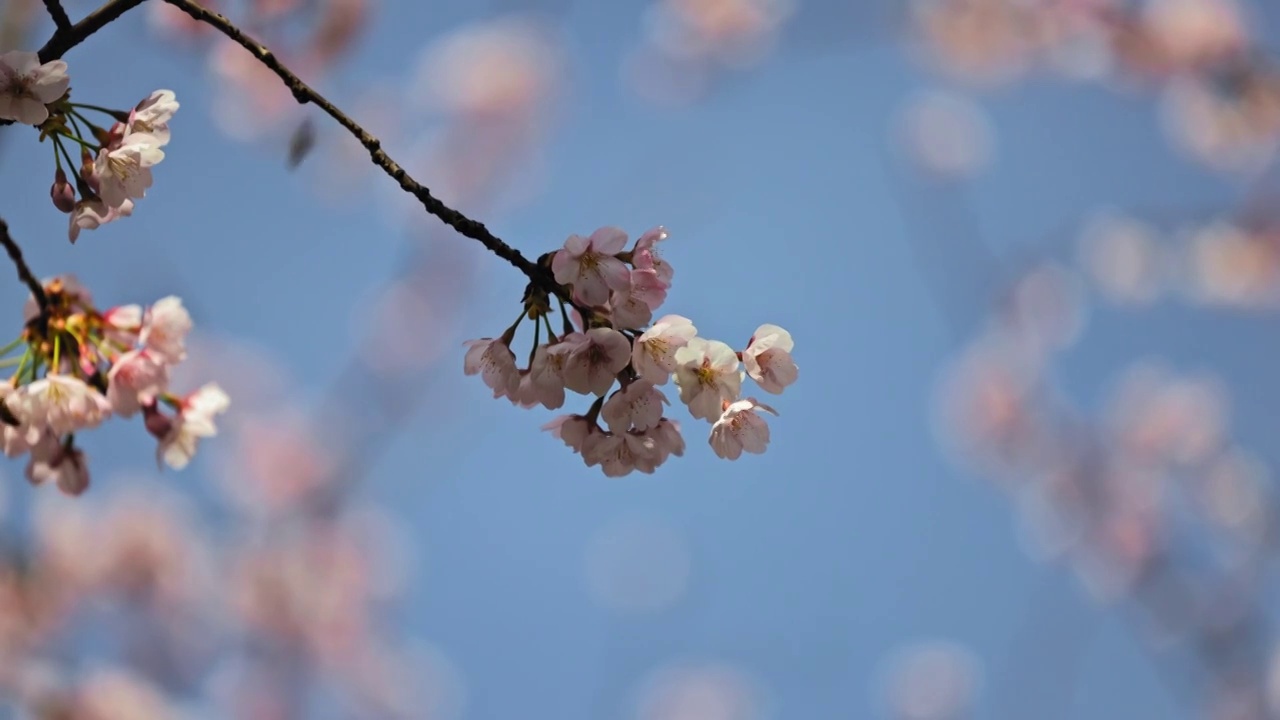 雕塑公园樱花特写视频素材