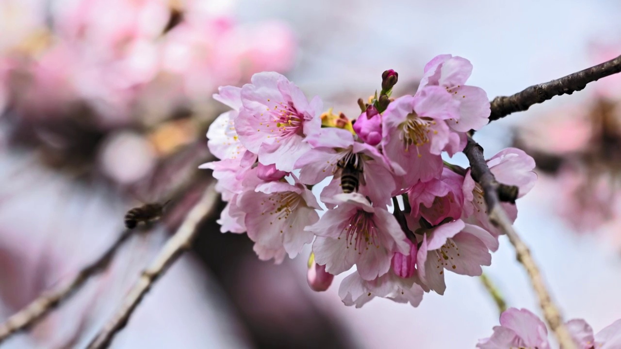 早樱樱花和蜜蜂视频下载