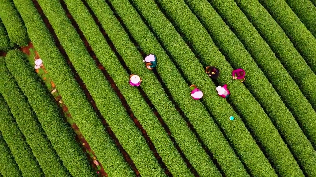 江南春天茶园采茶高低空航拍航拍视频素材