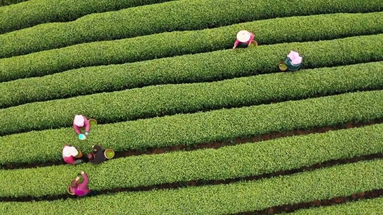 江南春天茶园采茶高低空航拍航拍视频素材