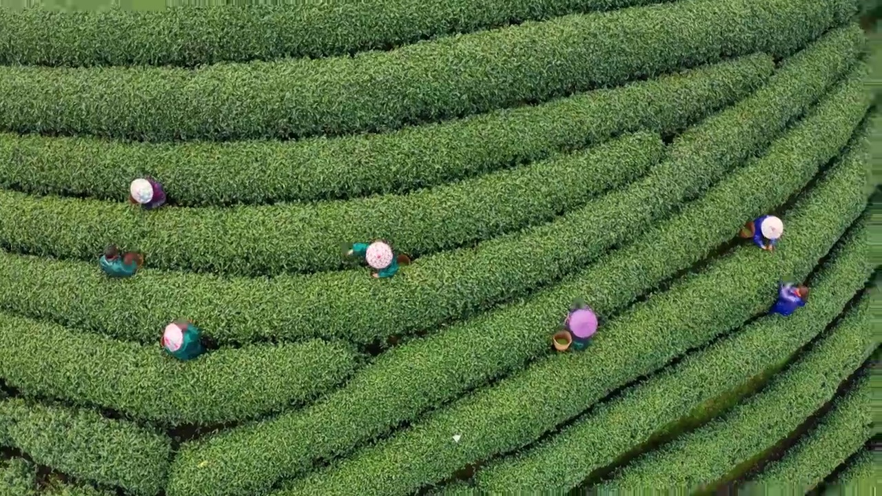 江南春天茶园采茶高低空航拍航拍视频素材