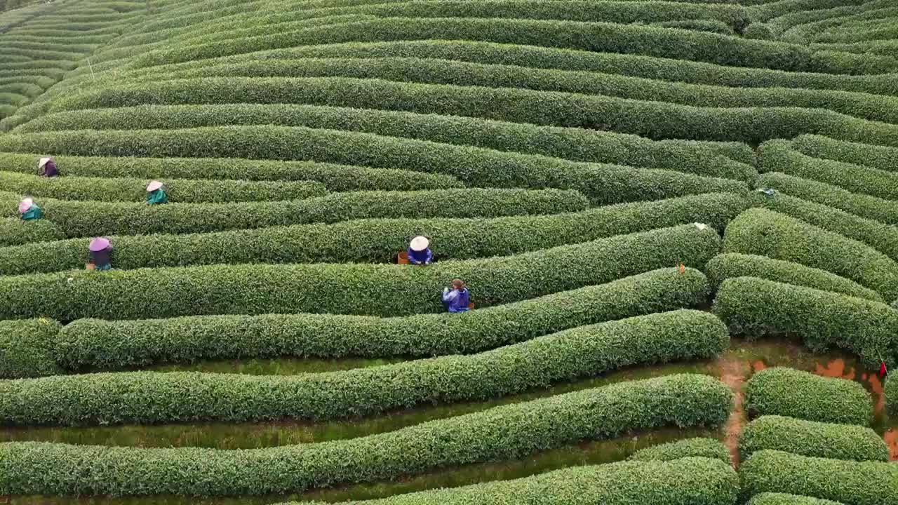 江南春天茶园采茶高低空航拍航拍视频素材