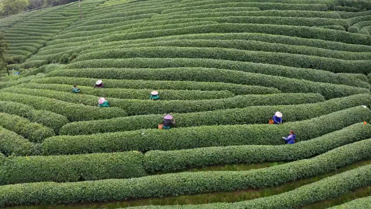 江南春天茶园采茶高低空航拍航拍视频素材