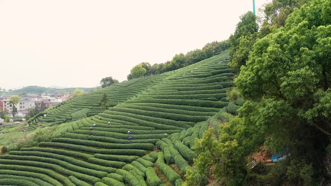 江南春天茶园采茶高低空航拍航拍视频素材