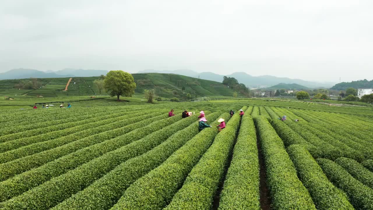 江南春天茶园采茶高低空航拍航拍视频素材