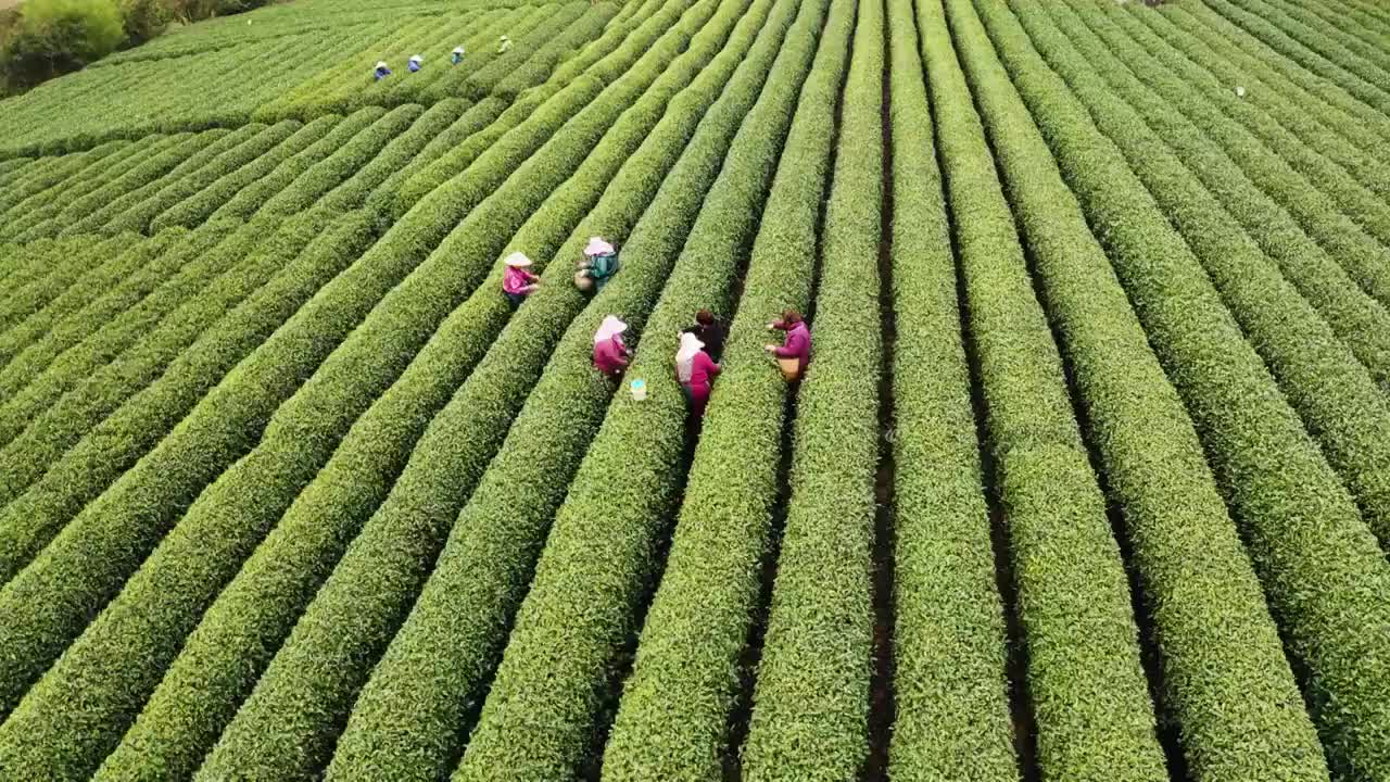 江南春天茶园采茶高低空航拍航拍视频素材