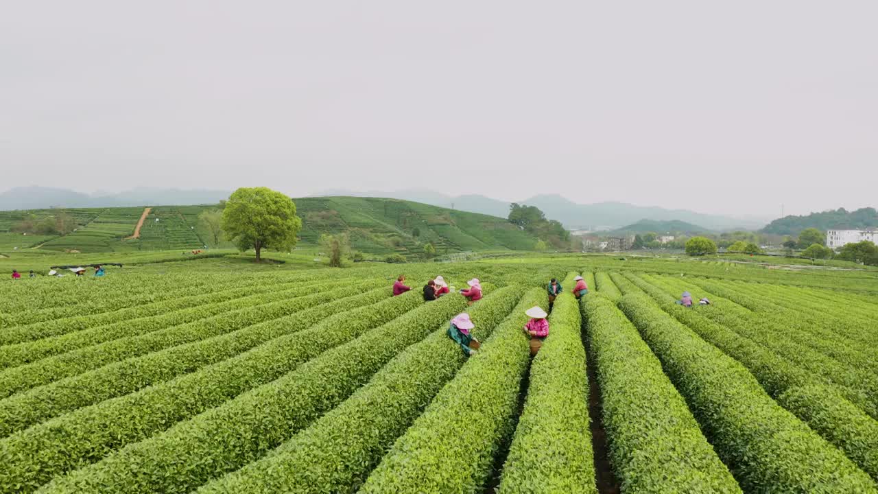 江南春天茶园采茶高低空航拍航拍视频素材