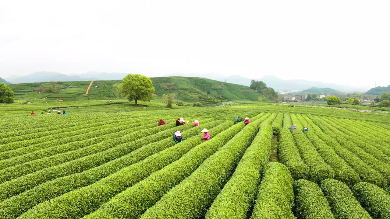 江南春天茶园采茶高低空航拍航拍视频素材