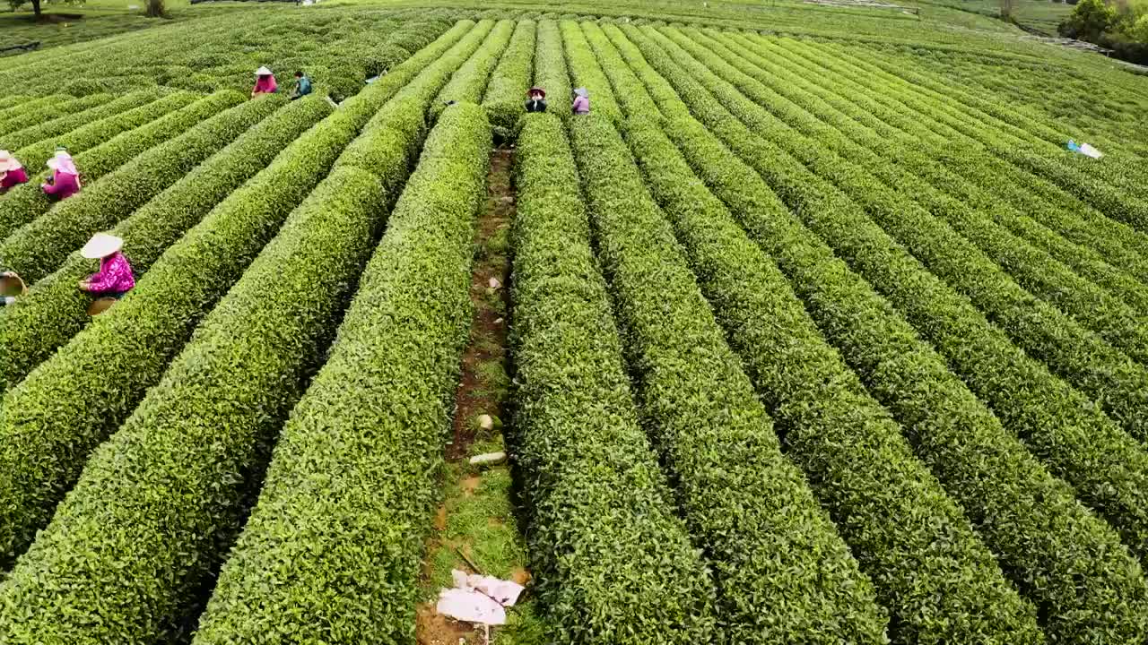 江南春天茶园采茶高低空航拍航拍视频素材