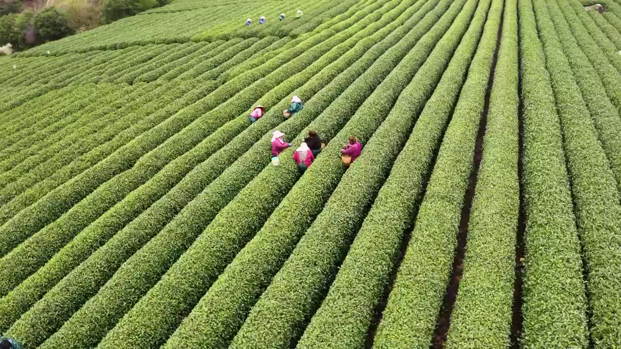 江南春天茶园采茶高低空航拍航拍视频素材